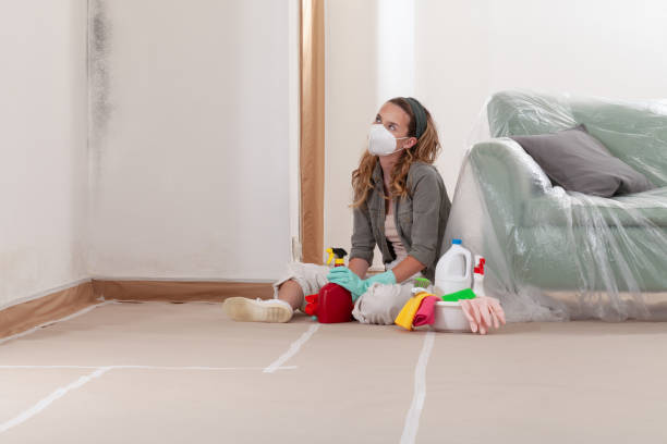 Reliable Basement Mold Removal contractor in Thompsonville, MI by Cheap Mold Removal