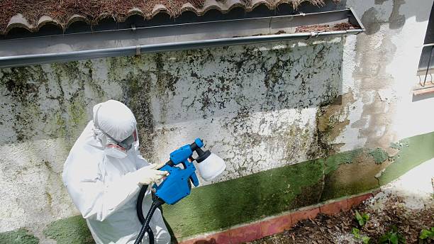Trusted Mold Inspection service in Thompsonville, MI - Cheap Mold Removal